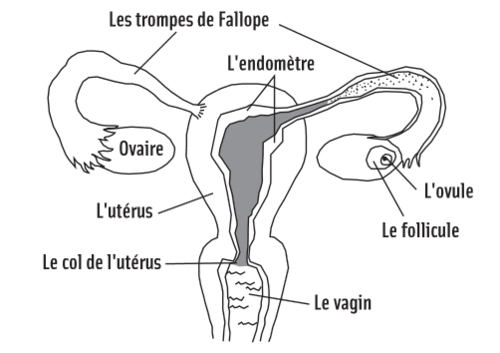 Le cycle menstruel en bref