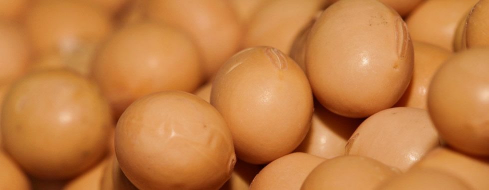Soya et ménopause
