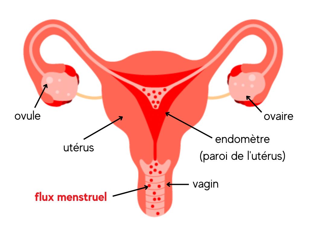 Cycle menstruel - Le Fil Rouge